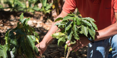 fair trade usa alpen sierra coffee